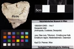 Foto (Objket + Etiketten) von Decapoda indet. 